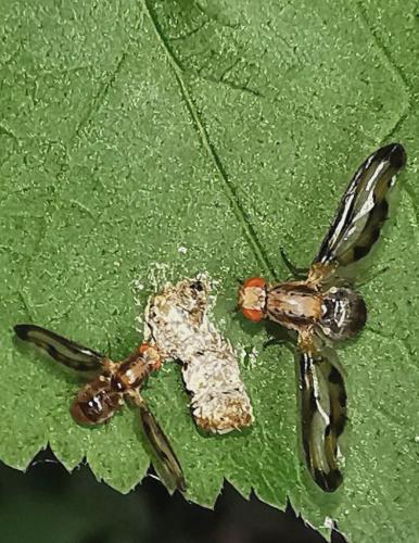 Toxoneura muliebris